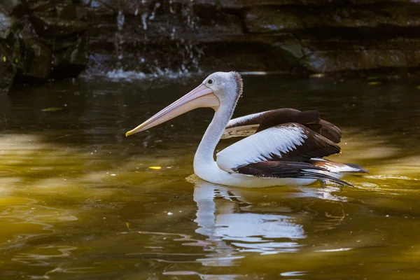 Pelicano em Bali Island Indonesia — Fotografia de Stock