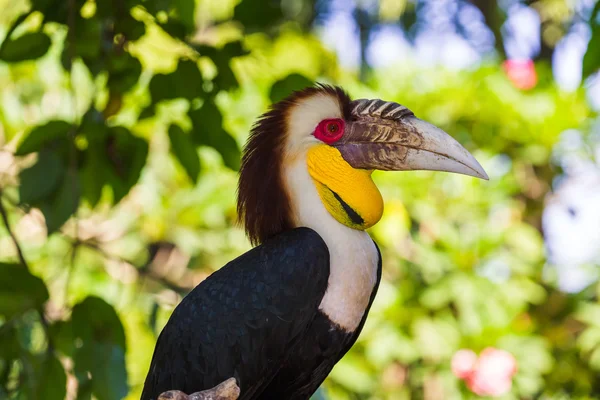 Wreathed Hornbill bird in Bali Island Indonesia — Stock Photo, Image