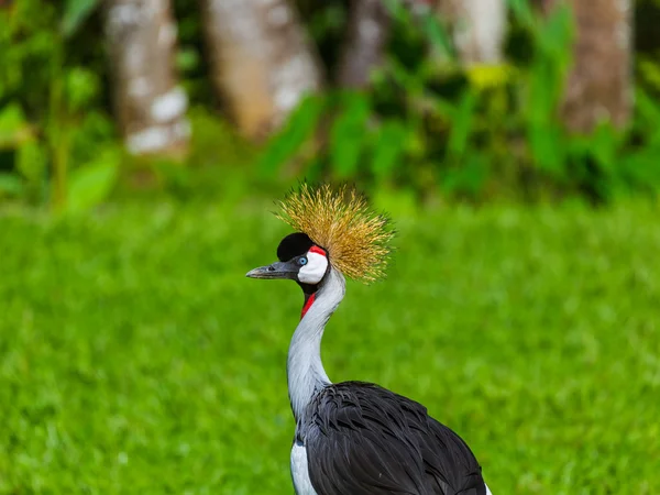 Grúa coronada gris en la isla de Bali Indonesia — Foto de Stock
