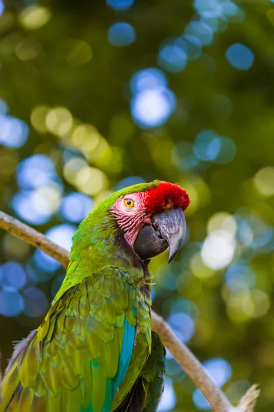 Perroquet sur l'île de Bali Indonésie — Photo