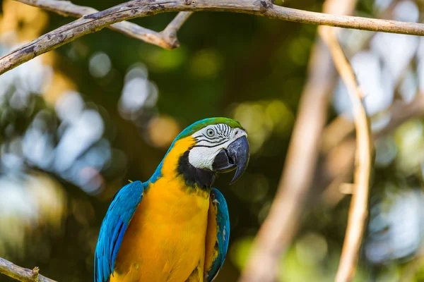 Perroquet sur l'île de Bali Indonésie — Photo