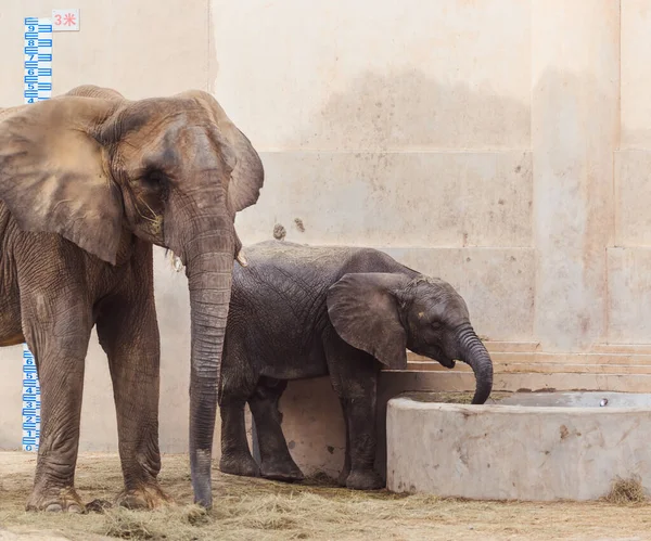 Éléphant Dans Zoo Fond Animal — Photo