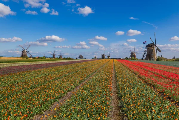 Szélmalmok Virágok Hollandiában Építészet Háttér — Stock Fotó