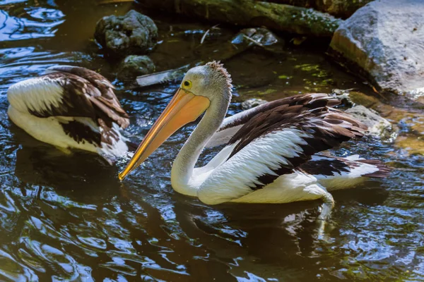 Endonezya Pelikan Doğa Geçmişi — Stok fotoğraf