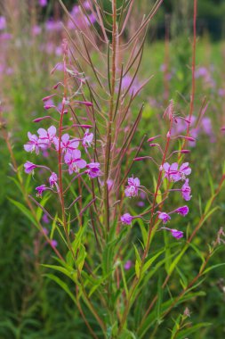 Mor çiçekler - soyut doğa arkaplanı