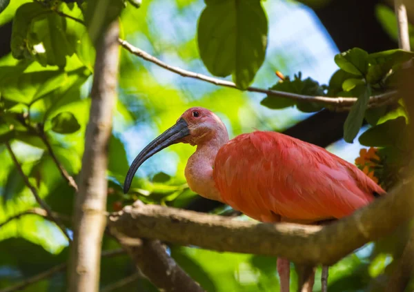 Bali Adası Endonezya Güzel Bir Kuş Doğa Geçmişi — Stok fotoğraf