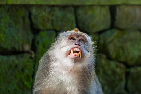 Macaco Parque Florestal Ubud Bali Indonésia Fundo Animal — Fotografia de Stock