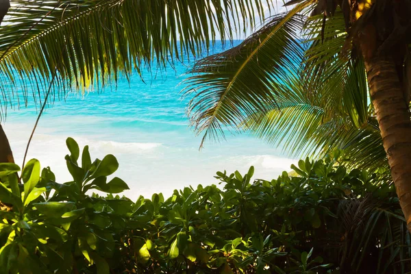 Seyşeller Deki Tropik Plaj Doğa Geçmişi — Stok fotoğraf