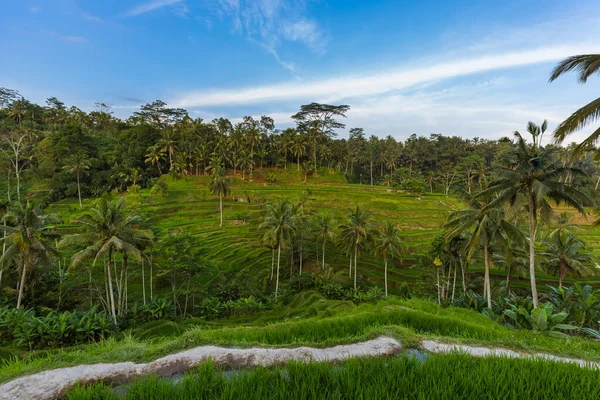 인도네시아 여행과 자연의 — 스톡 사진