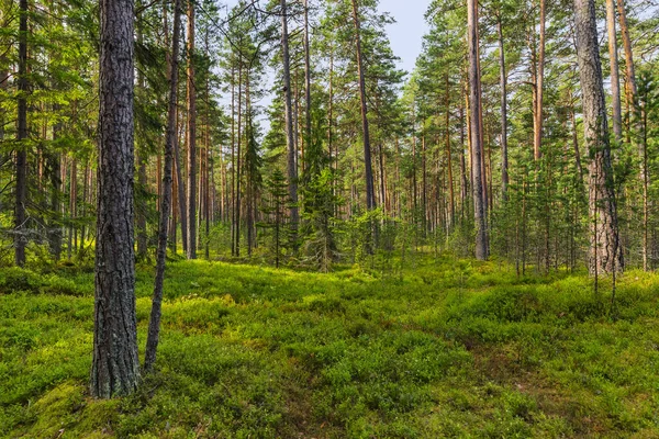 Green Coniferous Forest Nature Background — Stock Photo, Image