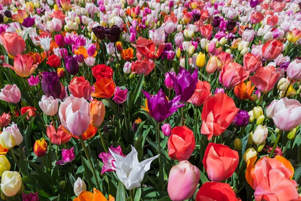 Fiori Giardino Keukenhof Paesi Bassi Sfondo Della Natura — Foto Stock