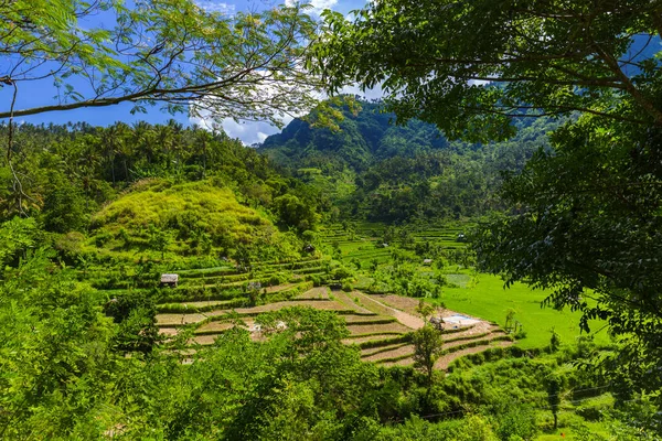 Rice Fields Bali Island Ινδονησία Ταξίδι Και Φύση Φόντο — Φωτογραφία Αρχείου