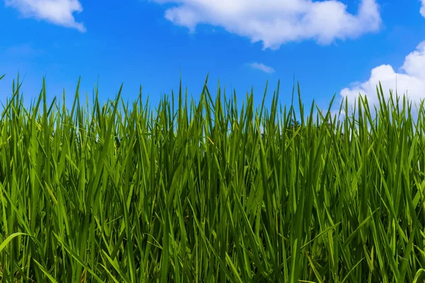 Hierba Cielo Nublado Fondo Abstracto Naturaleza — Foto de Stock