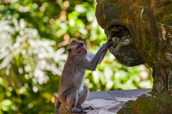 Małpa Parku Leśnym Ubud Bali Indonezja Tło Dla Zwierząt — Zdjęcie stockowe