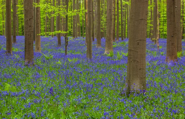 Famoso Bosque Hallerbos Bruselas Bélgica Fondo Naturaleza — Foto de Stock