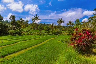 Endonezya 'daki pirinç tarlaları - seyahat ve doğa geçmişi