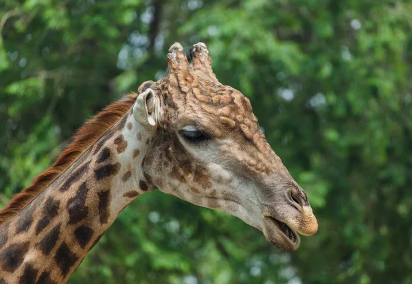 Giraffe in park - animal background