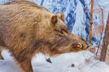 Doldurulmuş yaban domuzu - hayvan geçmişi