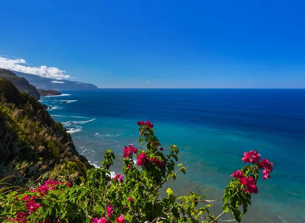 Flores Costa Boaventura Madeira Portugal Fondo Viaje —  Fotos de Stock