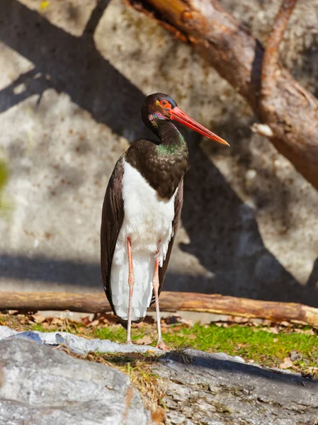 Cigüeña negra — Foto de Stock