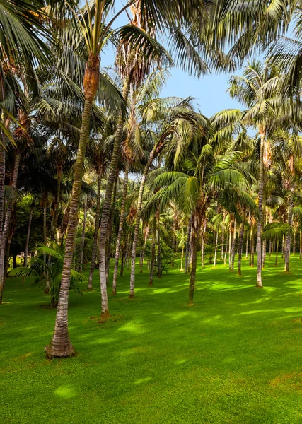 Palmeras en Tenerife - Islas Canarias — Foto de Stock