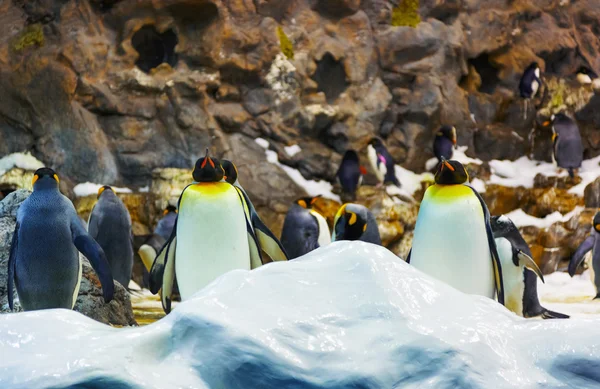 Pingüinos —  Fotos de Stock