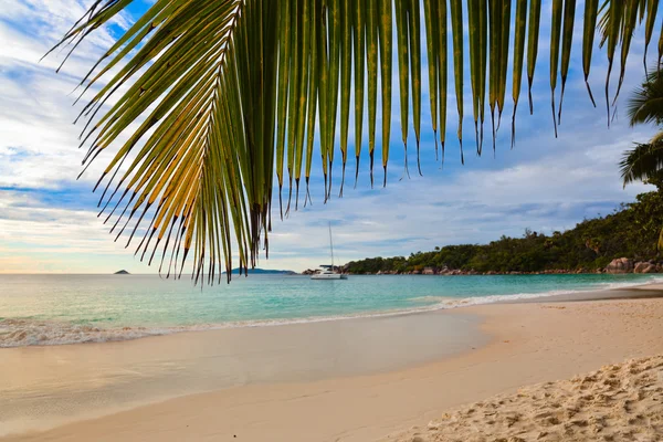 Feuille de palmier et plage tropicale — Photo