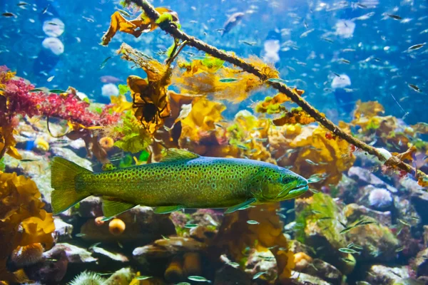 Fishes and corals reef in aquarium — Stock Photo, Image