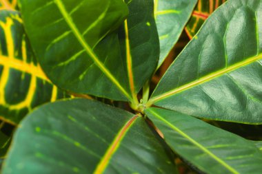 Kroton ağaç codiaeum yaprakları