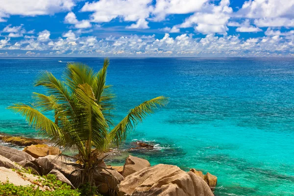 Tropischer Strand auf den Seychellen — Stockfoto