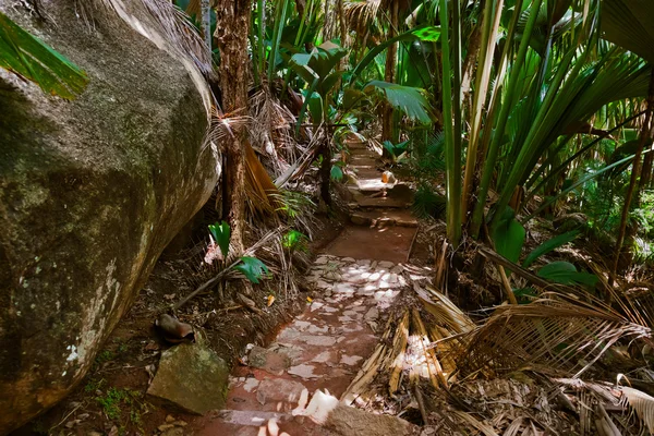 Caminho na selva - Vallee de Mai - Seychelles Imagem De Stock