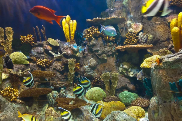 在水族馆的鱼类和珊瑚暗礁 — 图库照片