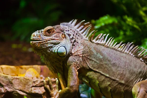 Stor leguan firben i terrarium - Stock-foto