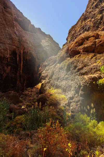 Berühmte Canyon Masca auf Teneriffa - Kanarienvogel — Stockfoto