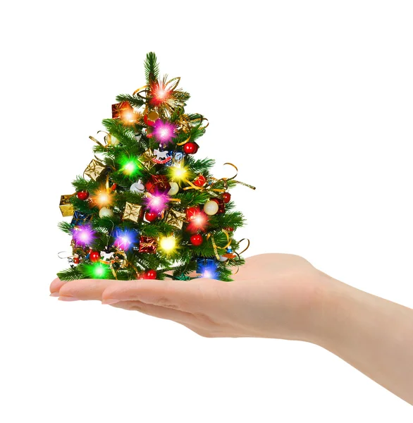 Christmas tree in hand — Stock Photo, Image