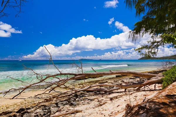 Tropisch strand op de Seychellen — Stockfoto