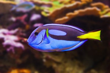 balıklar ve mercan resifi