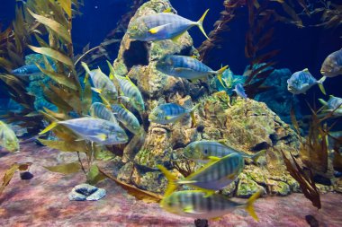 balıklar ve mercan resif akvaryum