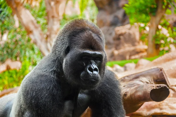 Gorilla aap in park op tenerife Canarische — Stockfoto