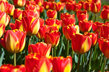 çiçek - doğa arka plan