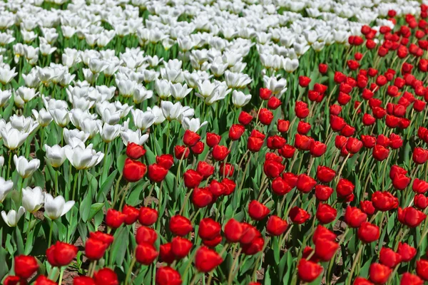 Flores - Fundo da natureza — Fotografia de Stock