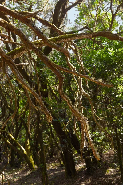 Rainforest in La Gomera island - Canary Spain — Stock Photo, Image