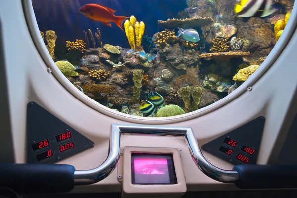 Риби у вікні підводного човна — стокове фото
