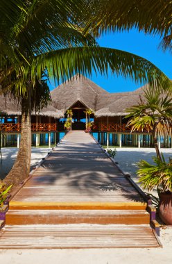 Tropik Maldivler ada Cafe