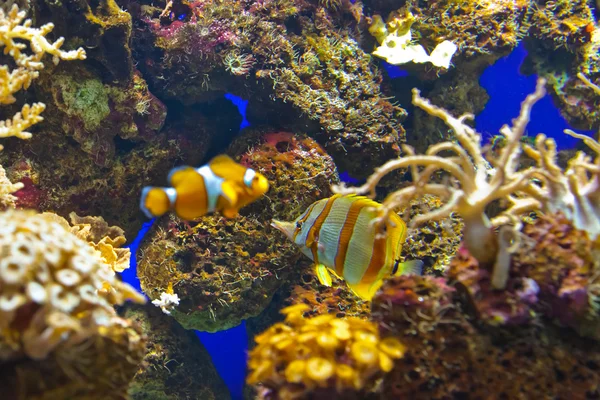 Fische und Korallenriffe im Aquarium — Stockfoto