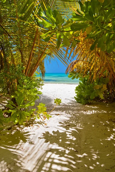 Malediwy plaża — Zdjęcie stockowe