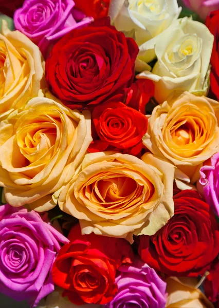 Multicolore rose sfondo — Foto Stock