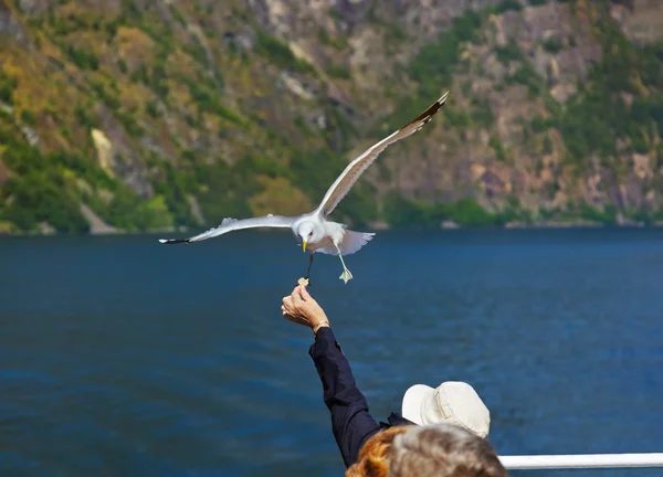 Uccello gabbiano in Norvegia fiordo — Foto Stock