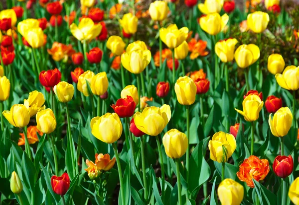 Blommor - natur bakgrund — Stockfoto