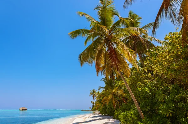 Isla de las Maldivas tropicales —  Fotos de Stock